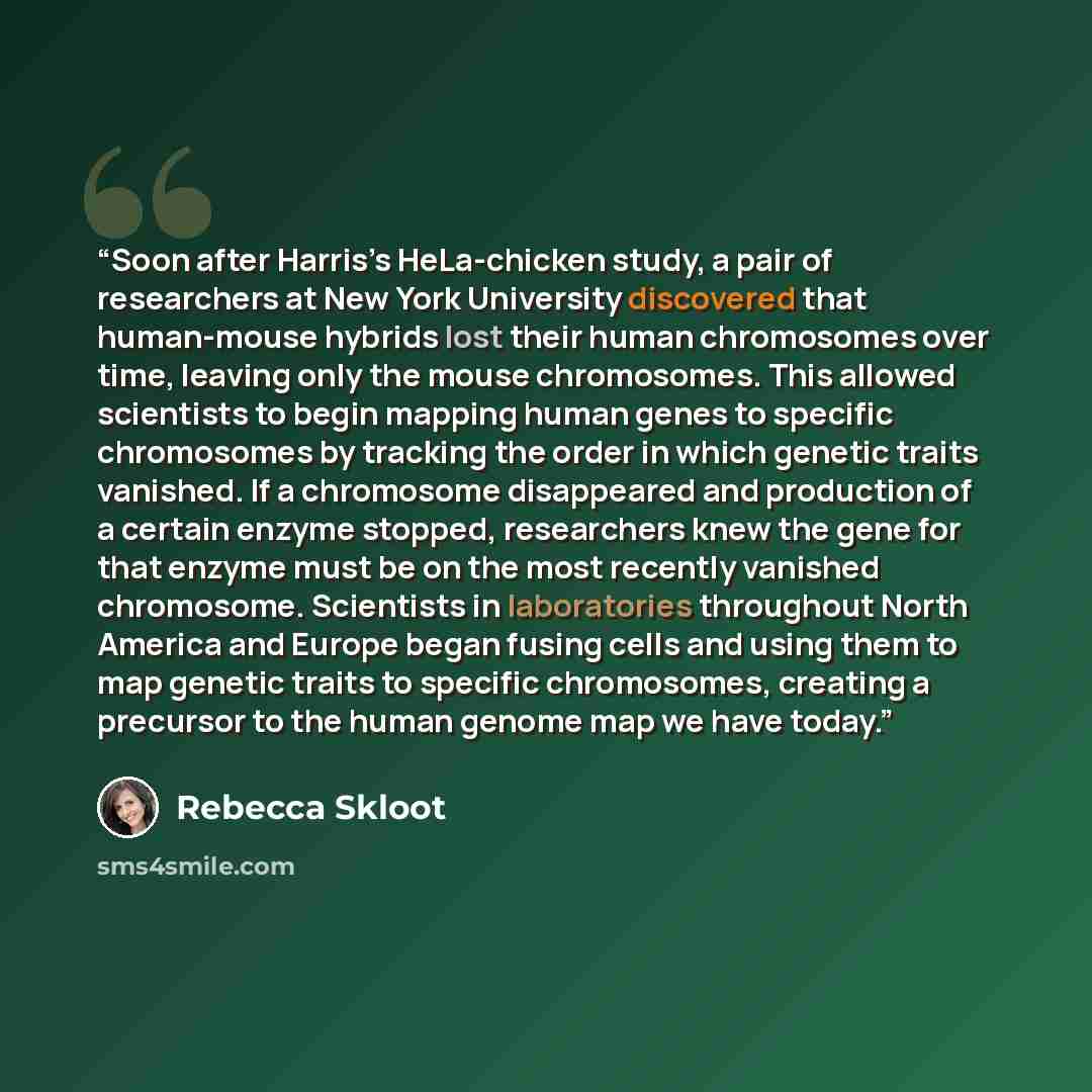 “Soon after Harris’s HeLa-chicken study, a pair of researchers at New York University discovered that human-mouse hybrids lost their human chromosomes over time, leaving only the mouse chromosomes. This allowed scientists to begin mapping human genes to specific chromosomes by tracking the order in…” quote by Rebecca Skloot
