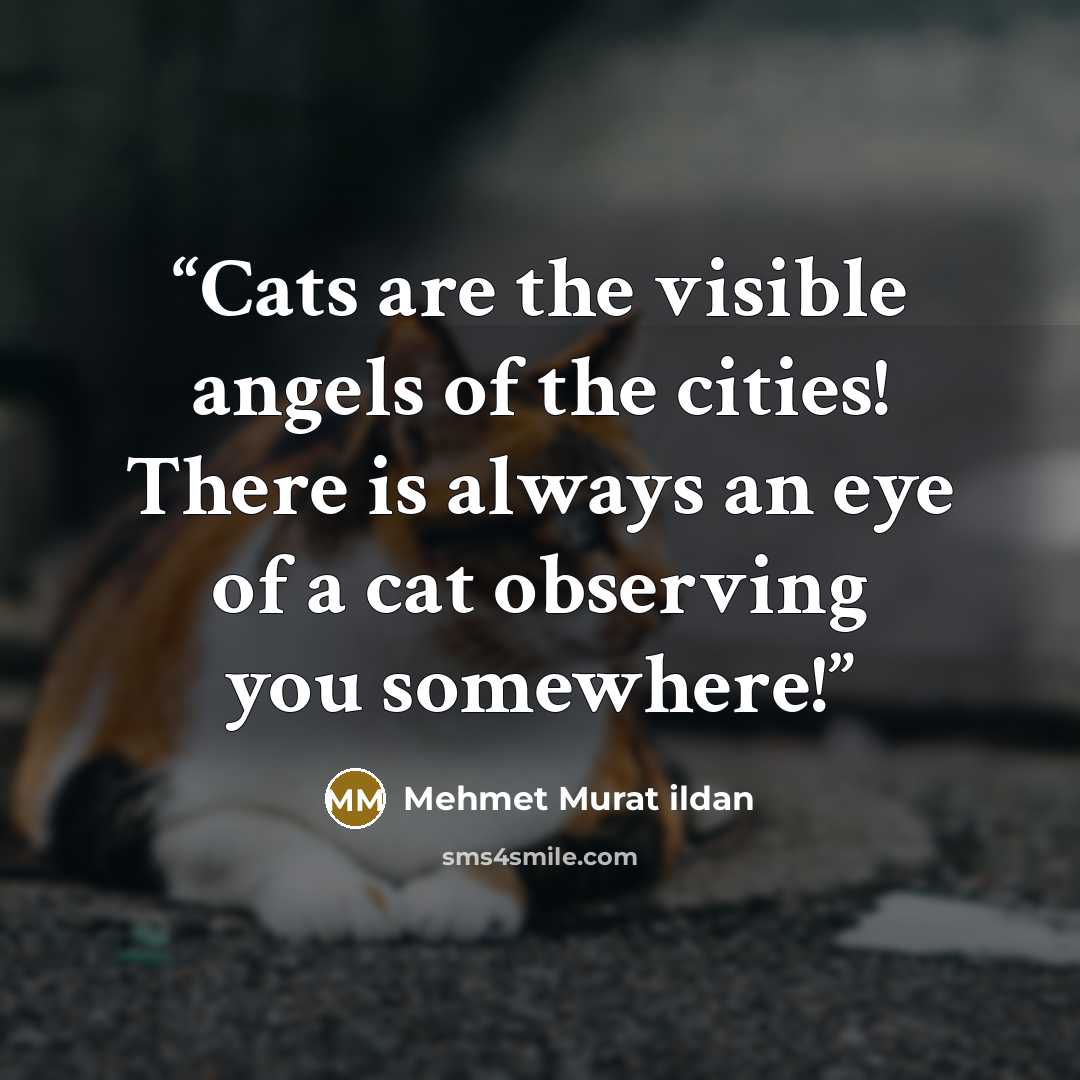 “Cats are the visible angels of the cities! There is always an eye of a cat observing you somewhere!” quote by Mehmet Murat ildan