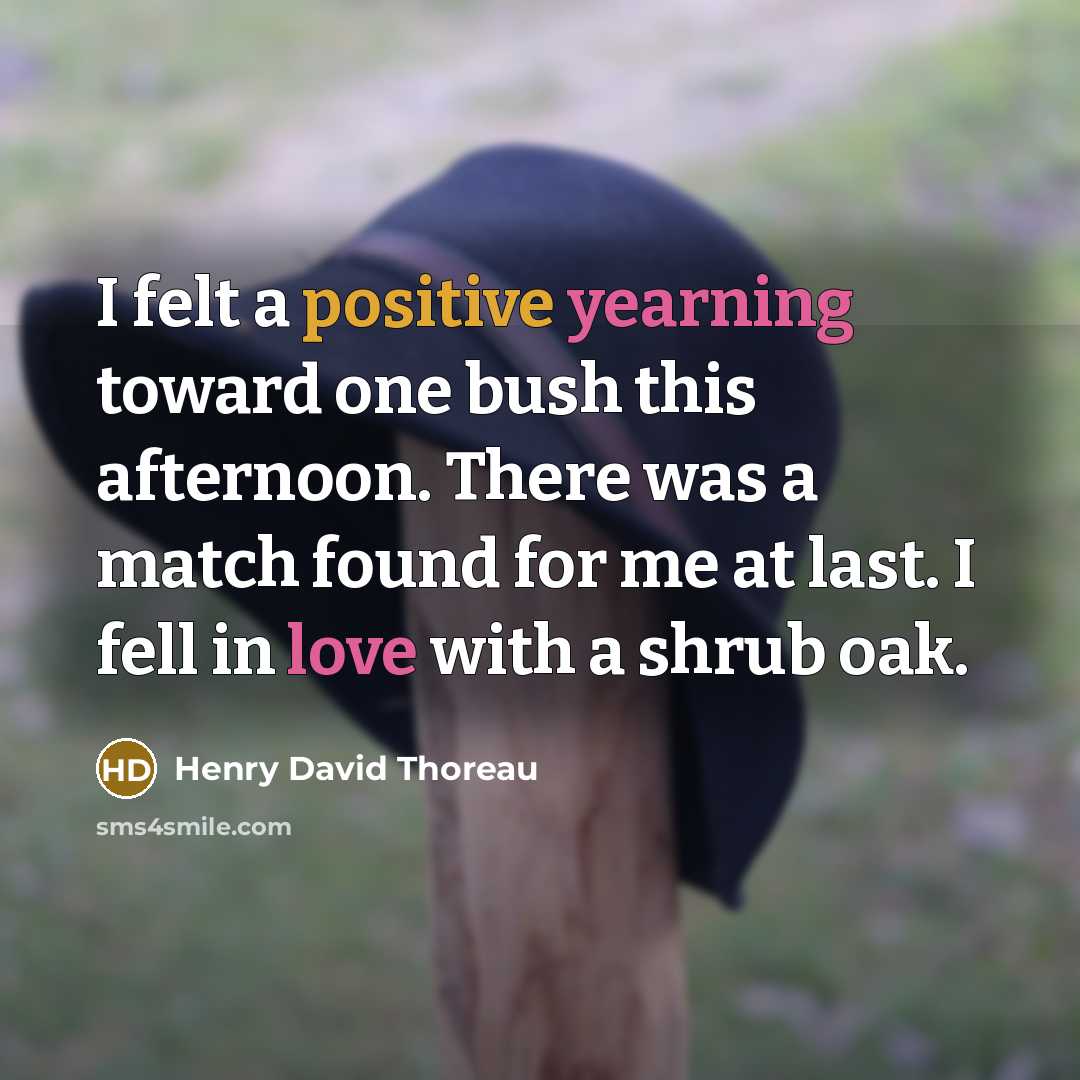 “I felt a positive yearning toward one bush this afternoon. There was a match found for me at last. I fell in love with a shrub oak.” quote by Henry David Thoreau