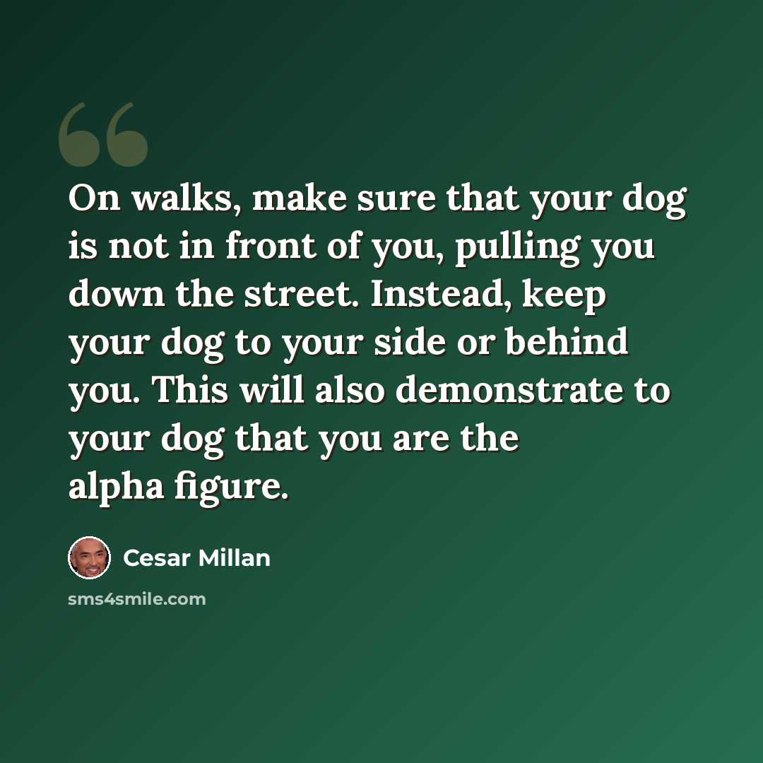 “On walks, make sure that your dog is not in front of you, pulling you down the street. Instead, keep your dog to your side or behind you. This will also demonstrate to your dog that you are the alpha figure.” quote by Cesar Millan