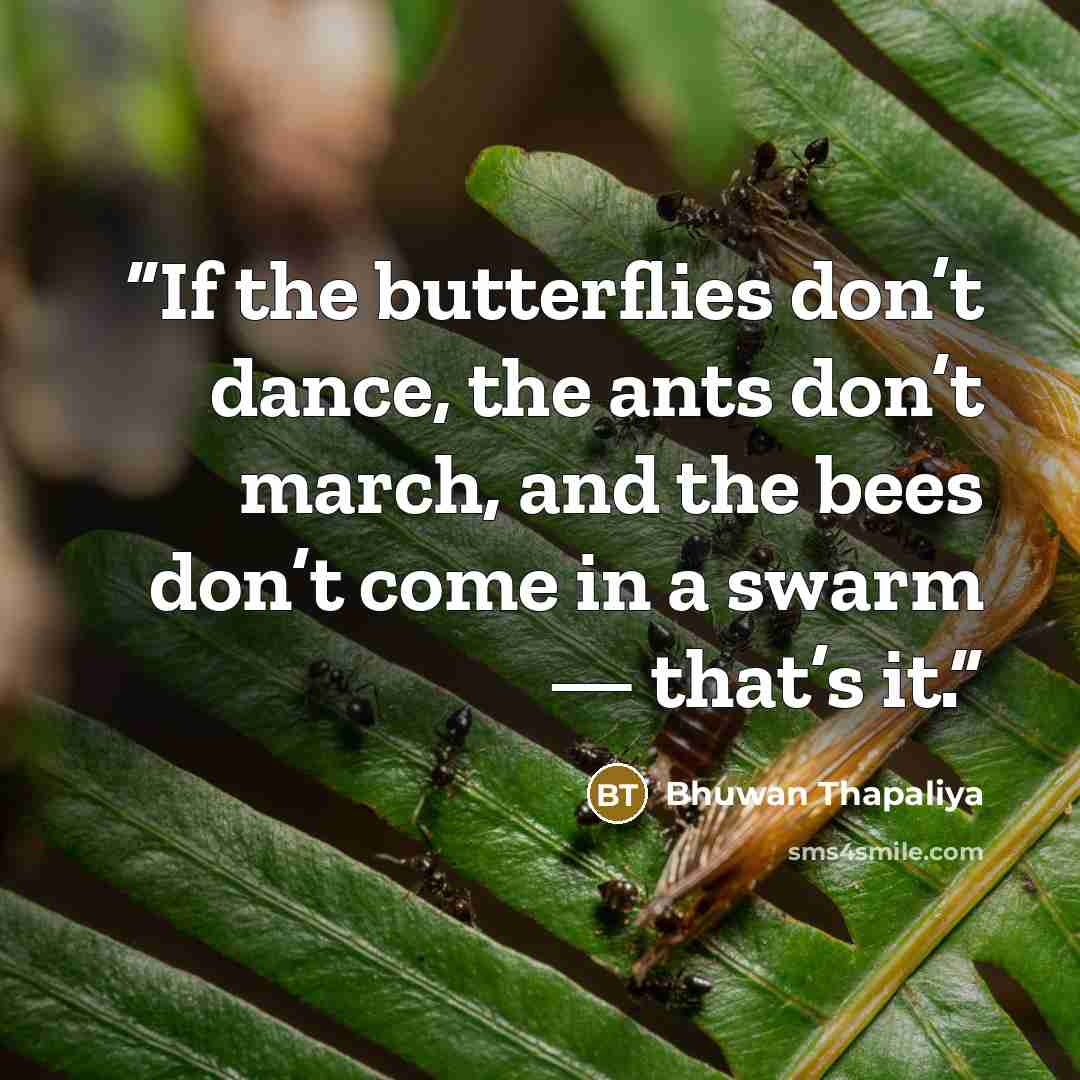 “If the butterflies don’t dance, the ants don’t march, and the bees don’t come in a swarm — that’s it.” quote by Bhuwan Thapaliya