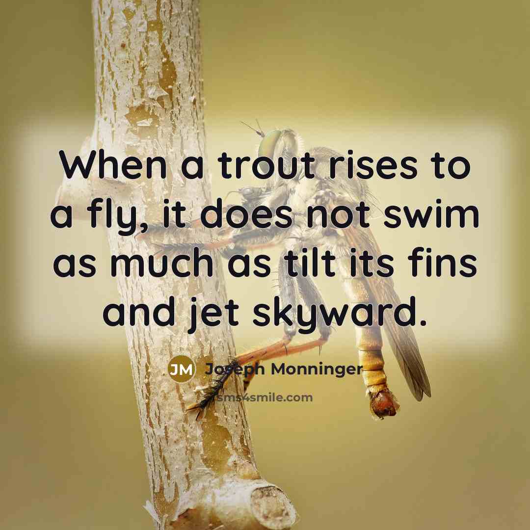 “When a trout rises to a fly, it does not swim as much as tilt its fins and jet skyward.” quote by Joseph Monninger