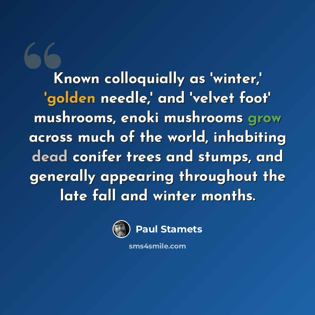 “Known colloquially as 'winter,' 'golden needle,' and 'velvet foot' mushrooms, enoki mushrooms grow across much of the world, inhabiting dead conifer trees and stumps, and generally appearing throughout the late fall and winter months.” quote by Paul Stamets