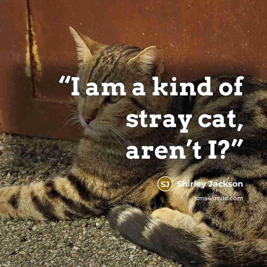 “I am a kind of stray cat, aren’t I?” quote by Shirley Jackson