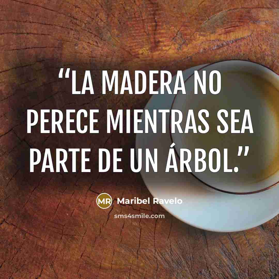 “La madera no perece mientras sea parte de un árbol.” quote by Maribel Ravelo