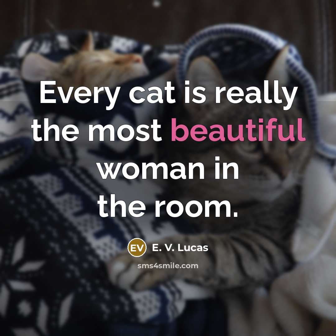 “Every cat is really the most beautiful woman in the room.” quote by E. V. Lucas