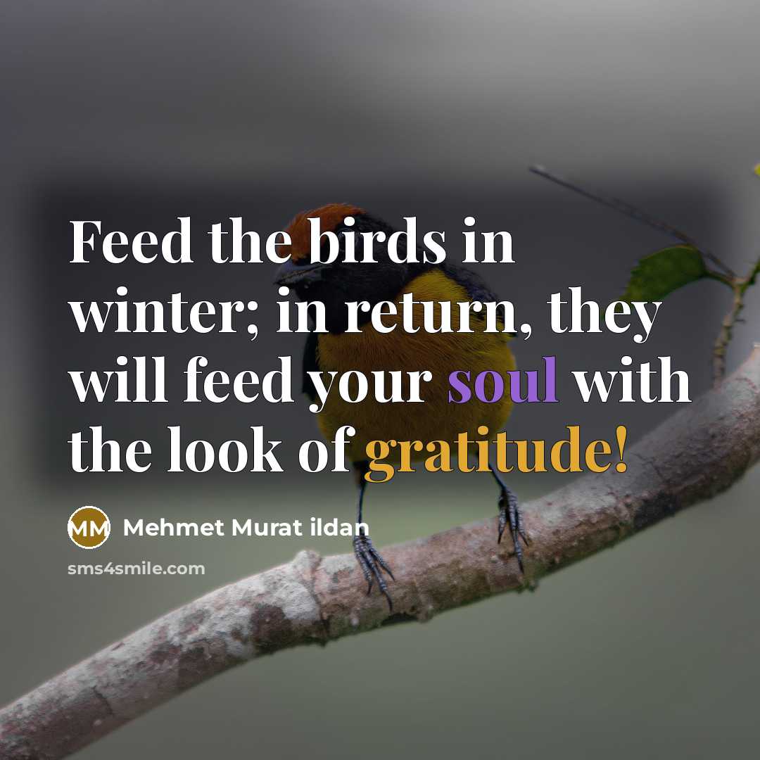 “Feed the birds in winter; in return, they will feed your soul with the look of gratitude!” quote by Mehmet Murat Ildan