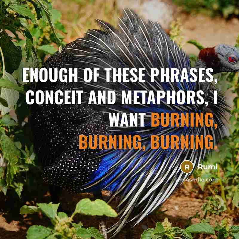 “Enough of these phrases, conceit and metaphors, I want burning, burning, burning.” quote by Rumi