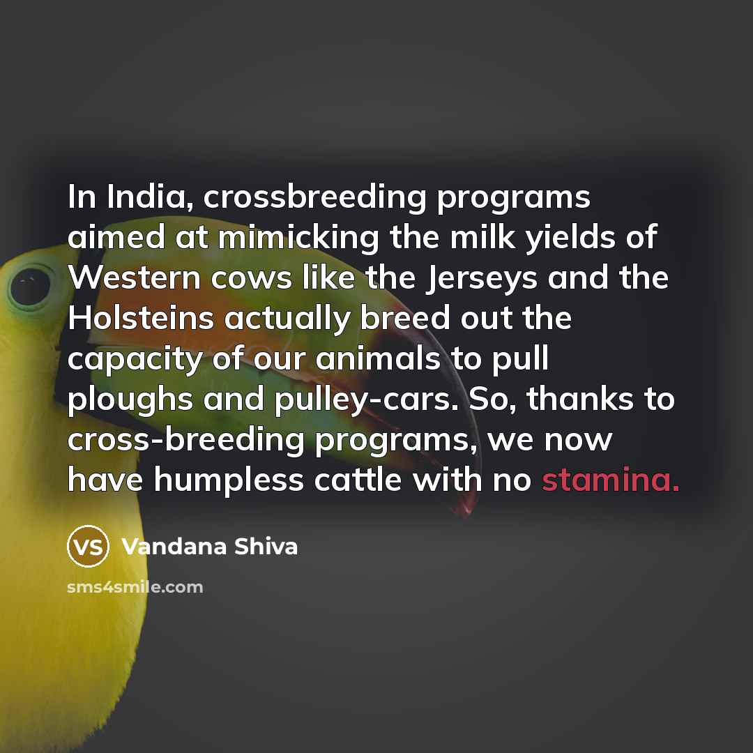 “In India, crossbreeding programs aimed at mimicking the milk yields of Western cows like the Jerseys and the Holsteins actually breed out the capacity of our animals to pull ploughs and pulley-cars. So, thanks to cross-breeding programs, we now have humpless cattle with no stamina.” quote by Vandana Shiva