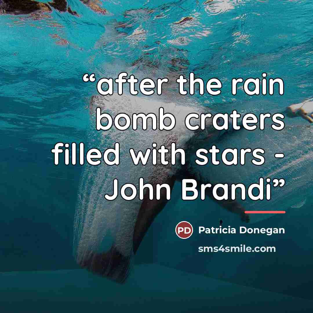 “after the rain bomb craters filled with stars - John Brandi” quote by Patricia Donegan
