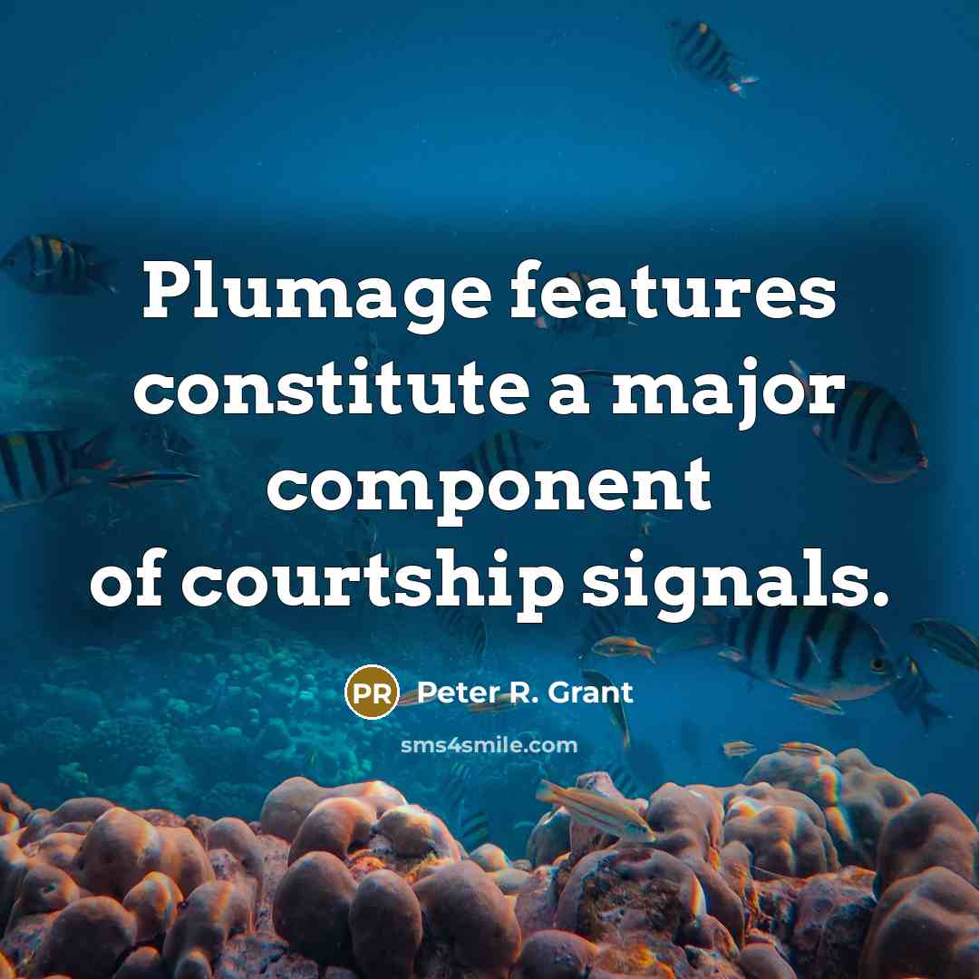 “Plumage features constitute a major component of courtship signals.” quote by Peter R. Grant