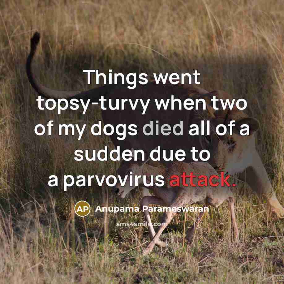 “Things went topsy-turvy when two of my dogs died all of a sudden due to a parvovirus attack.” quote by Anupama Parameswaran