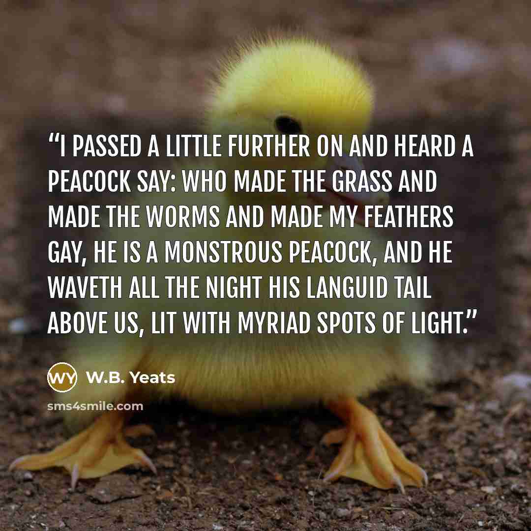 “I passed a little further on and heard a peacock say: Who made the grass and made the worms and made my feathers gay, He is a monstrous peacock, and He waveth all the night His languid tail above us, lit with myriad spots of light.” quote by W.B. Yeats