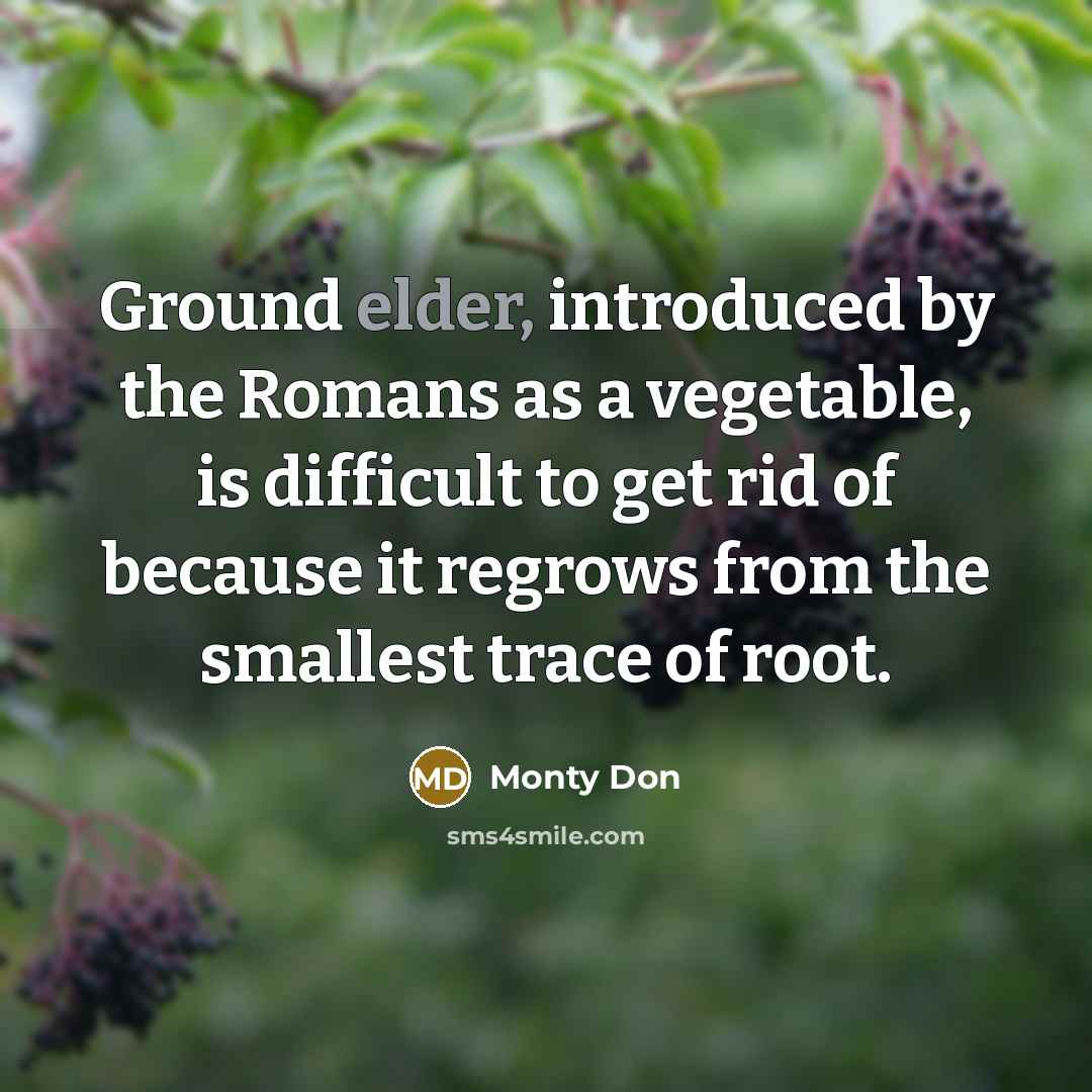 “Ground elder, introduced by the Romans as a vegetable, is difficult to get rid of because it regrows from the smallest trace of root.” quote by Monty Don