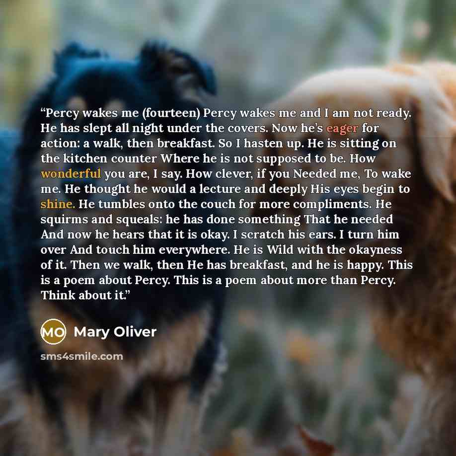 “Percy wakes me (fourteen) Percy wakes me and I am not ready. He has slept all night under the covers. Now he’s eager for action: a walk, then breakfast. So I hasten up. He is sitting on the kitchen counter Where he is not supposed to be. How wonderful you are, I say. How clever, if you Needed me…” quote by Mary Oliver
