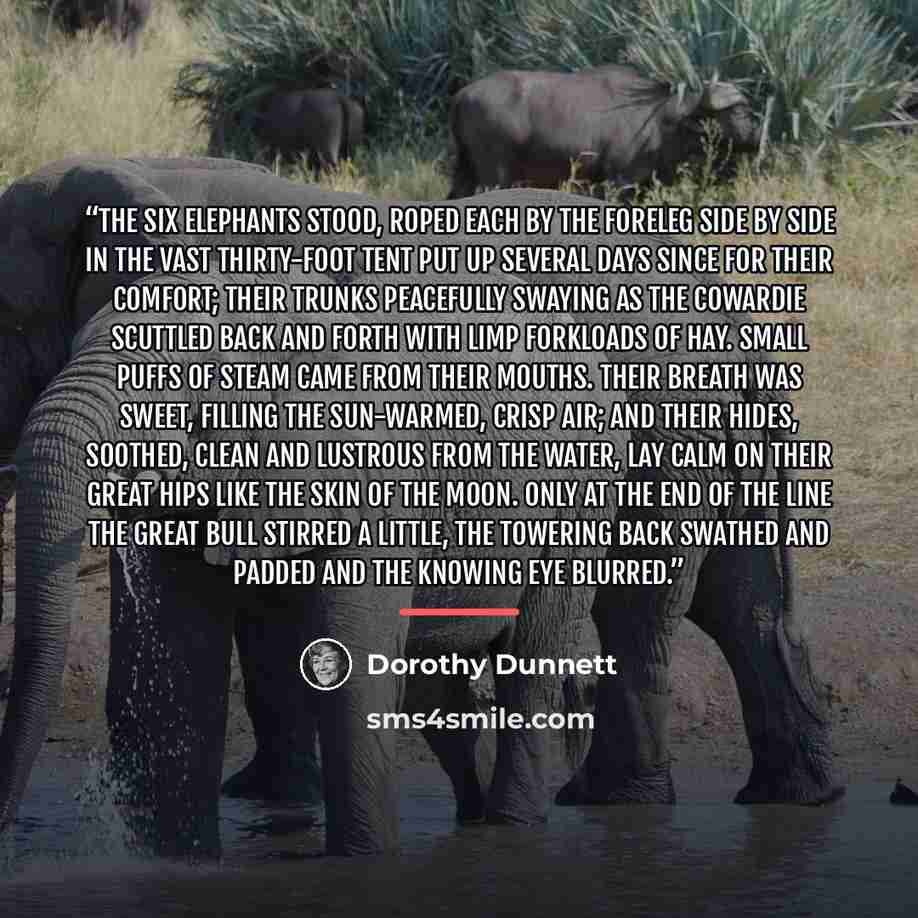 “The six elephants stood, roped each by the foreleg side by side in the vast thirty-foot tent put up several days since for their comfort; their trunks peacefully swaying as the cowardie scuttled back and forth with limp forkloads of hay. Small puffs of steam came from their mouths. Their breath…” quote by Dorothy Dunnett