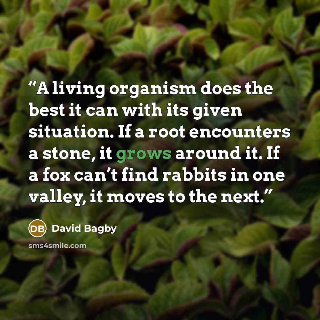 “A living organism does the best it can with its given situation. If a root encounters a stone, it grows around it. If a fox can’t find rabbits in one valley, it moves to the next.” quote by David Bagby