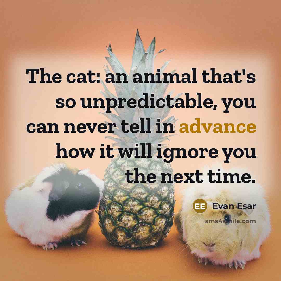 “The cat: an animal that's so unpredictable, you can never tell in advance how it will ignore you the next time.” quote by Evan Esar