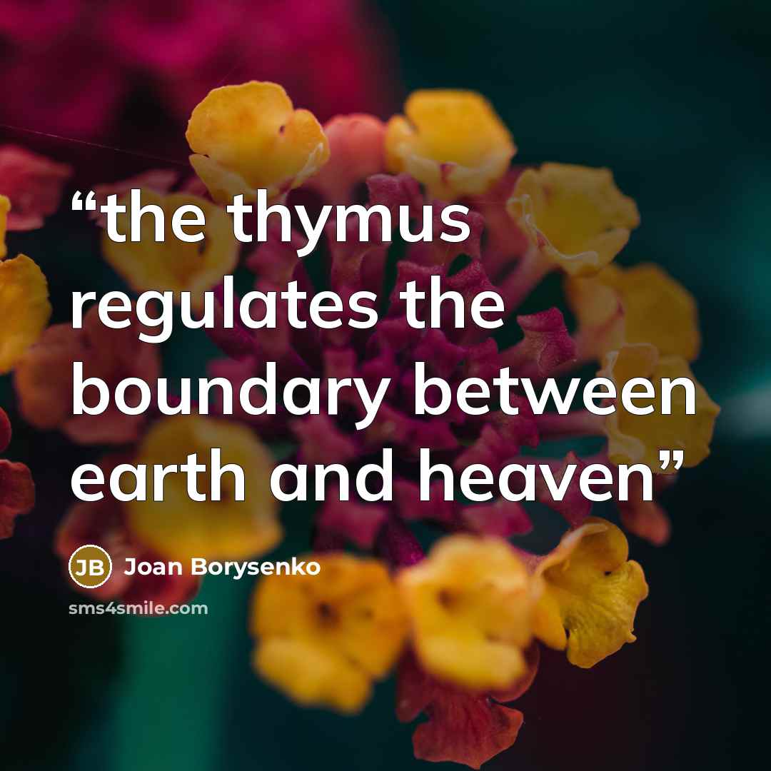 “the thymus regulates the boundary between earth and heaven” quote by Joan Borysenko