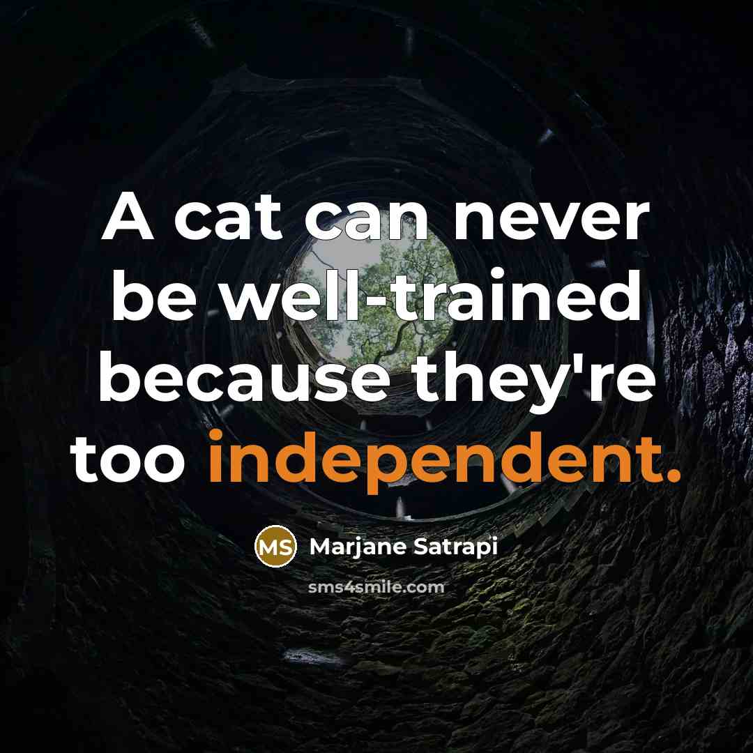 “A cat can never be well-trained because they're too independent.” quote by Marjane Satrapi