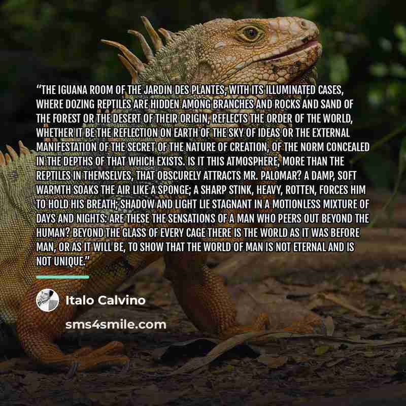“The iguana room of the Jardin des Plantes, with its illuminated cases, where dozing reptiles are hidden among branches and rocks and sand of the forest or the desert of their origin, reflects the order of the world, whether it be the reflection on earth of the sky of ideas or the external…” quote by Italo Calvino