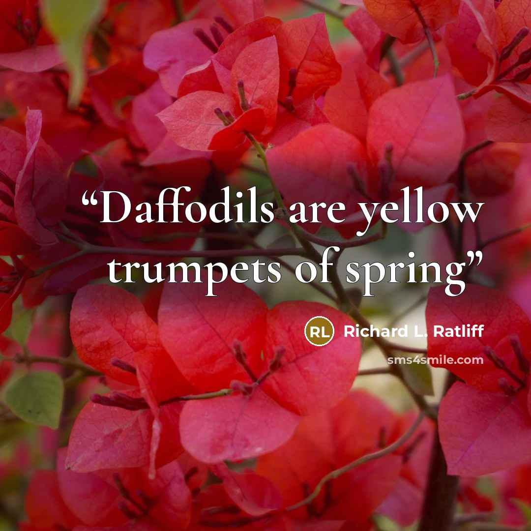 “Daffodils are yellow trumpets of spring” quote by Richard L. Ratliff