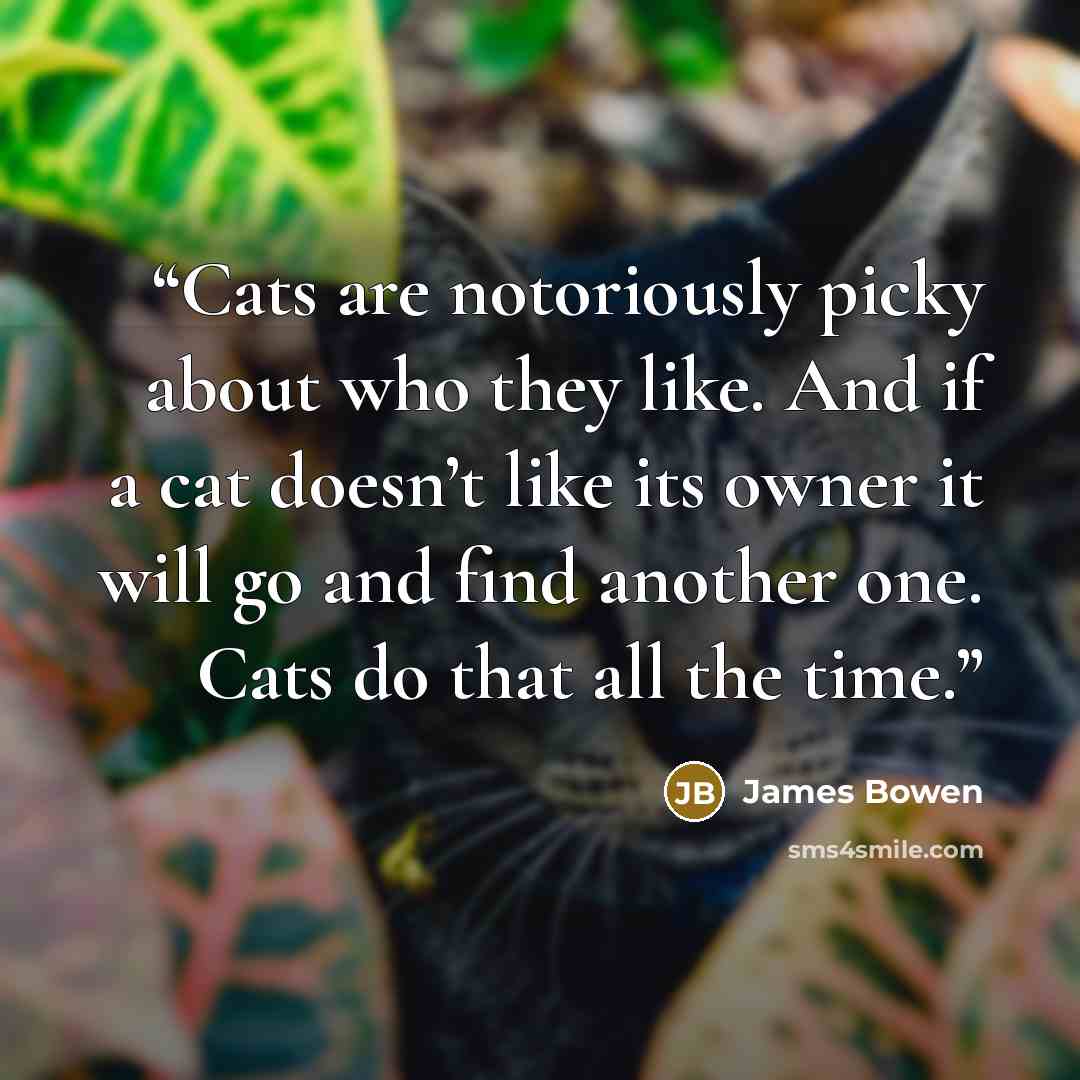 “Cats are notoriously picky about who they like. And if a cat doesn’t like its owner it will go and find another one. Cats do that all the time.” quote by James Bowen