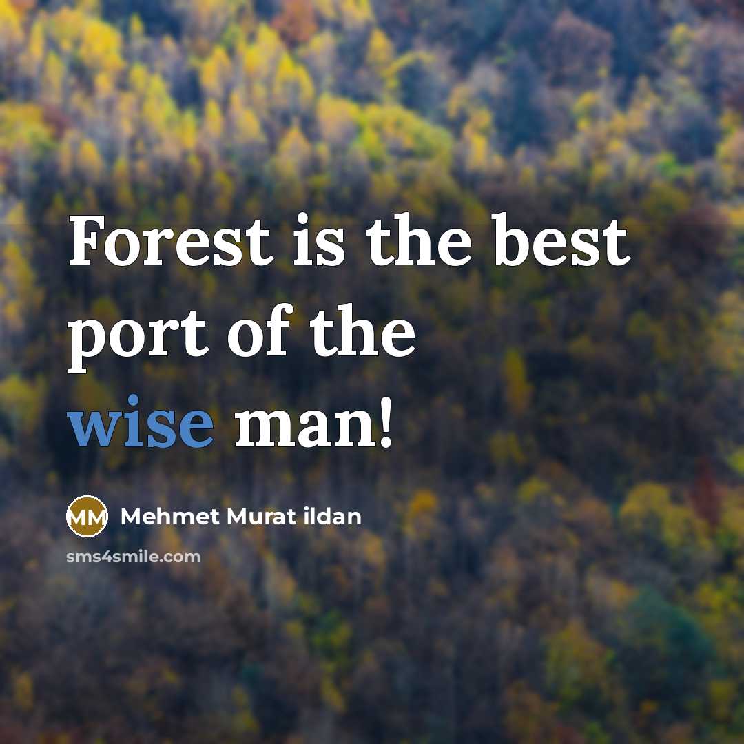 “Forest is the best port of the wise man!” quote by Mehmet Murat Ildan
