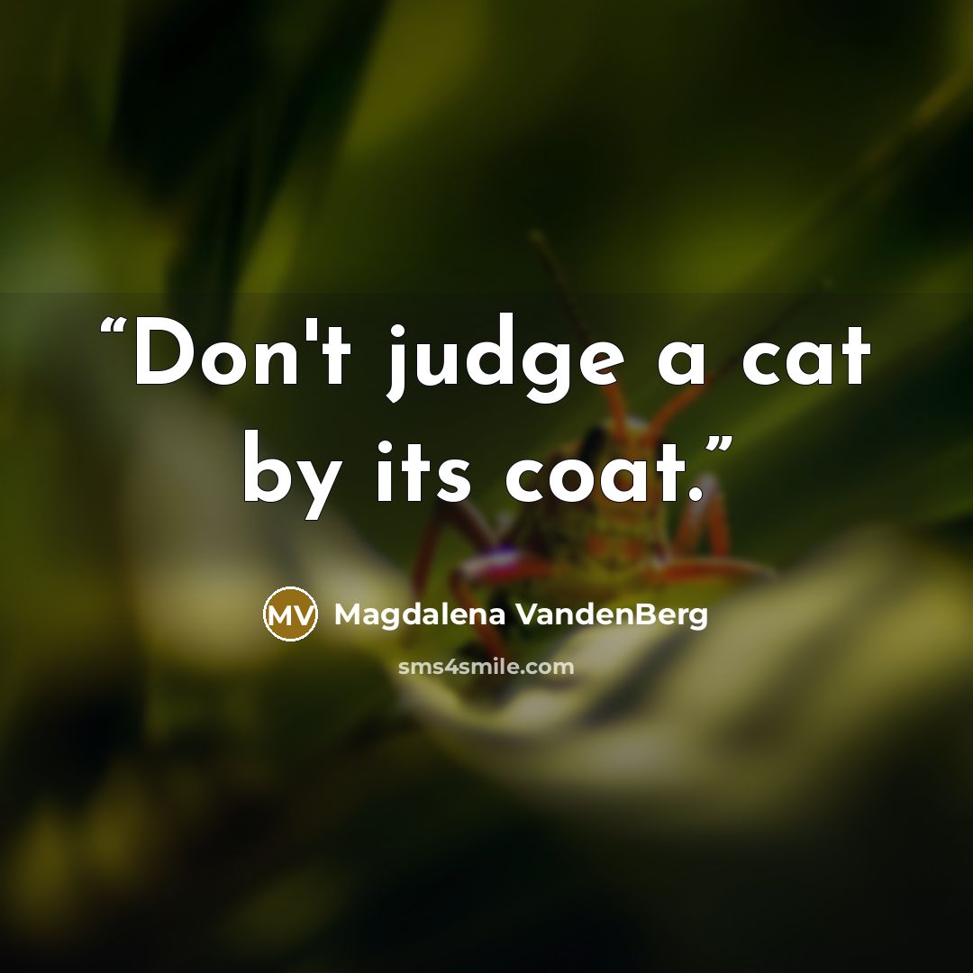 “Don't judge a cat by its coat.” quote by Magdalena VandenBerg