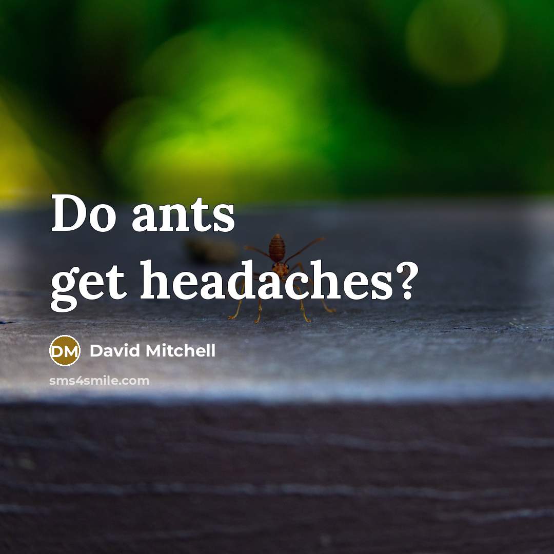 “Do ants get headaches?” quote by David Mitchell