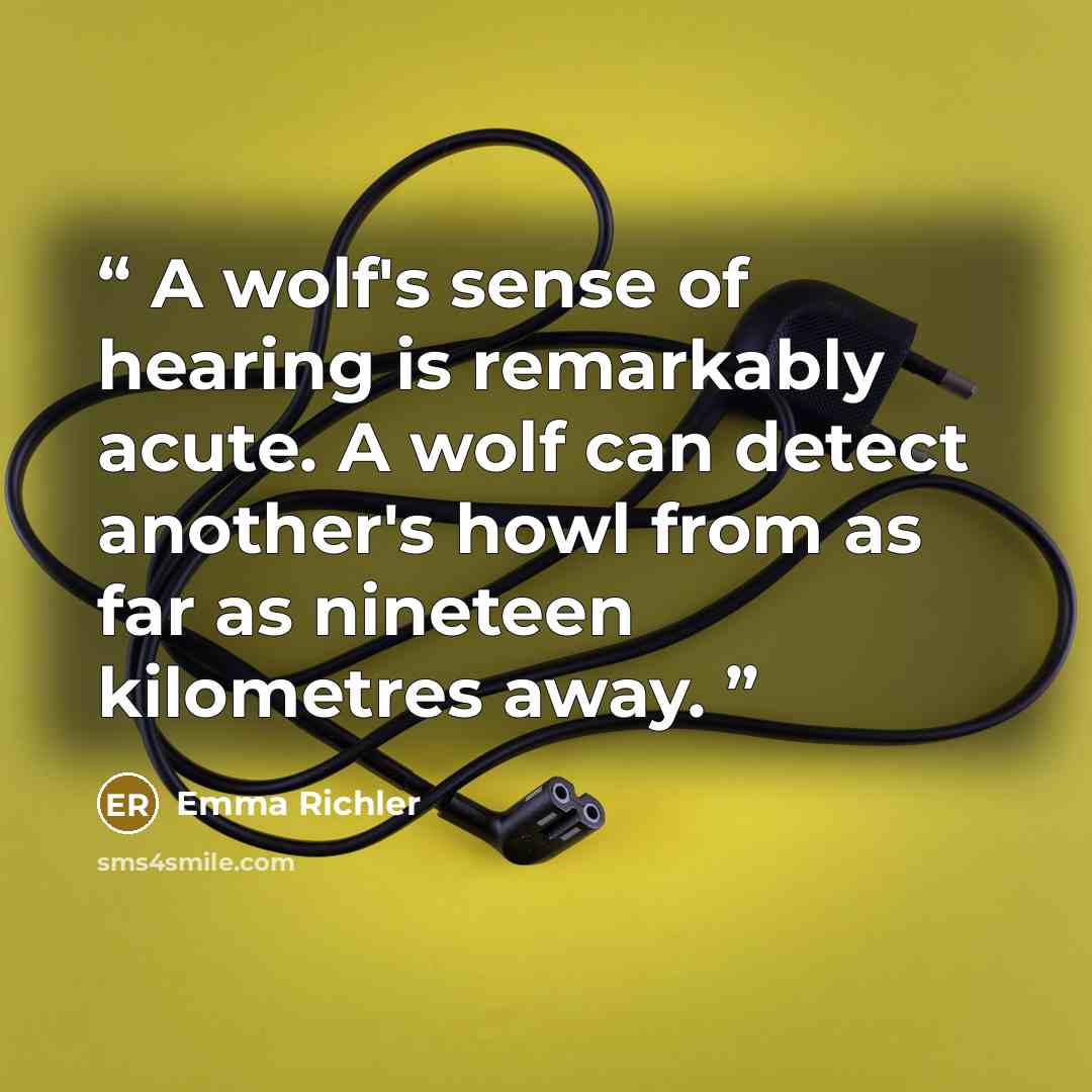 “A wolf's sense of hearing is remarkably acute. A wolf can detect another's howl from as far as nineteen kilometres away.” quote by Emma Richler