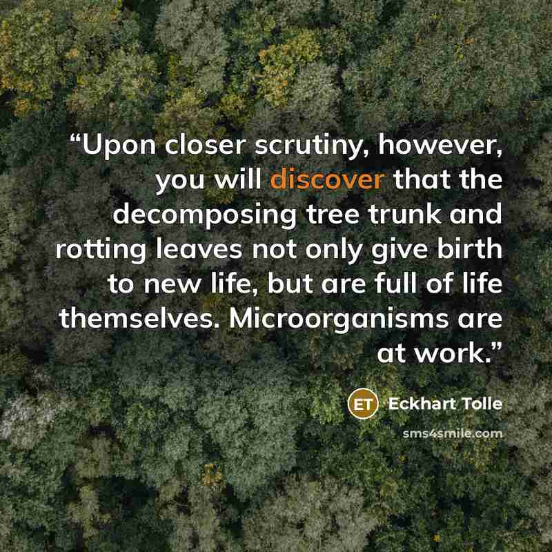 “Upon closer scrutiny, however, you will discover that the decomposing tree trunk and rotting leaves not only give birth to new life, but are full of life themselves. Microorganisms are at work.” quote by Eckhart Tolle