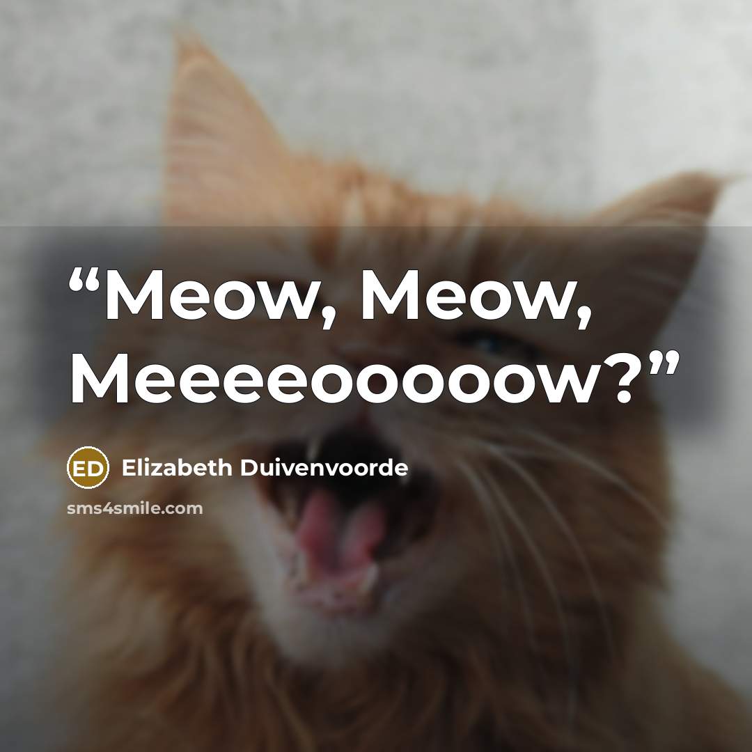 “Meow, Meow, Meeeeooooow?” quote by Elizabeth Duivenvoorde