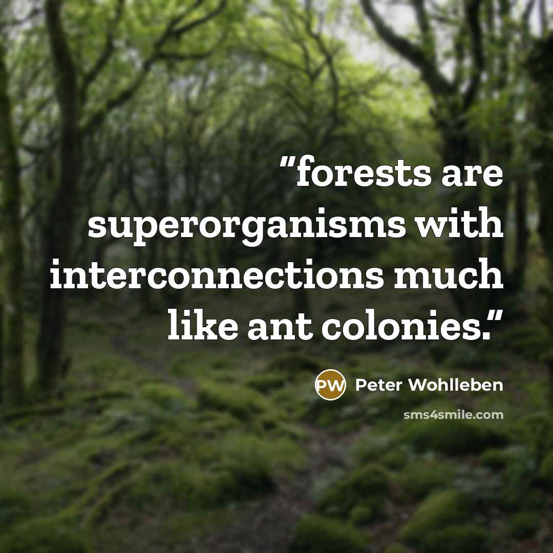 “forests are superorganisms with interconnections much like ant colonies.” quote by Peter Wohlleben
