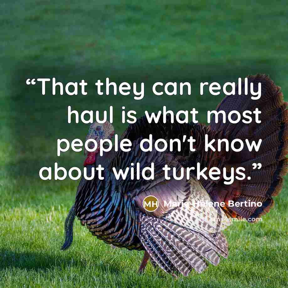 “That they can really haul is what most people don't know about wild turkeys.” quote by Marie-Helene Bertino
