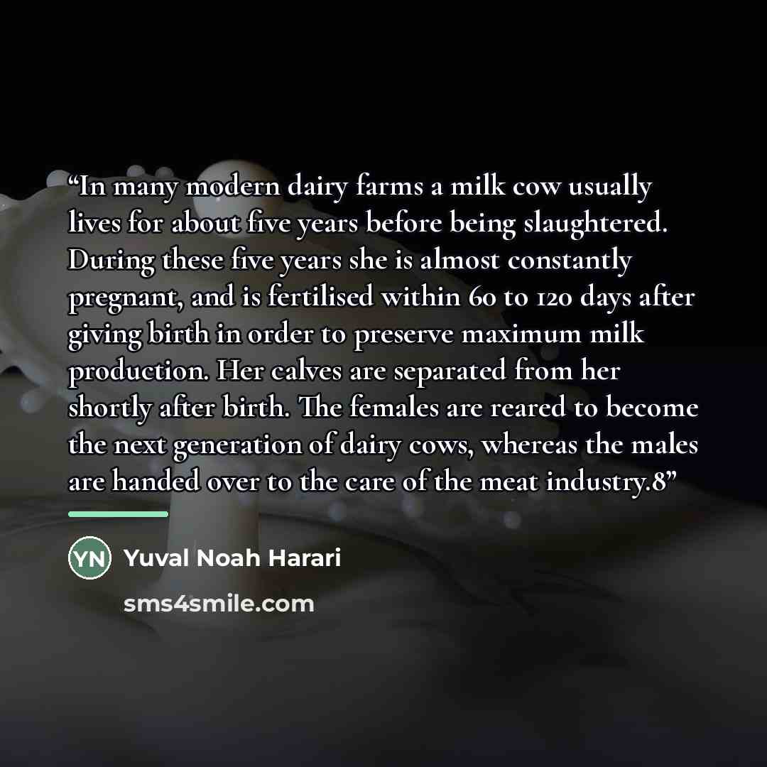 “In many modern dairy farms a milk cow usually lives for about five years before being slaughtered. During these five years she is almost constantly pregnant, and is fertilised within 60 to 120 days after giving birth in order to preserve maximum milk production. Her calves are separated from her…” quote by Yuval Noah Harari