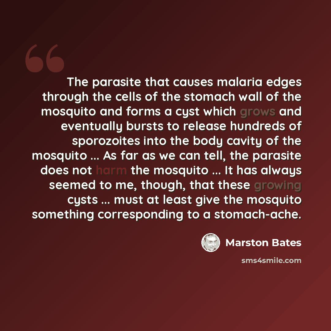 “The parasite that causes malaria edges through the cells of the stomach wall of the mosquito and forms a cyst which grows and eventually bursts to release hundreds of sporozoites into the body cavity of the mosquito ... As far as we can tell, the parasite does not harm the mosquito ... It has…” quote by Marston Bates