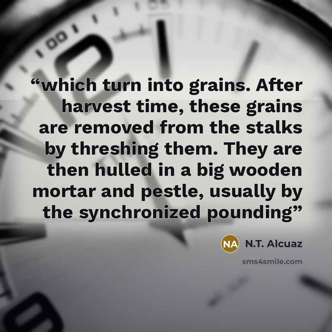 “which turn into grains. After harvest time, these grains are removed from the stalks by threshing them. They are then hulled in a big wooden mortar and pestle, usually by the synchronized pounding” quote by N.T. Alcuaz