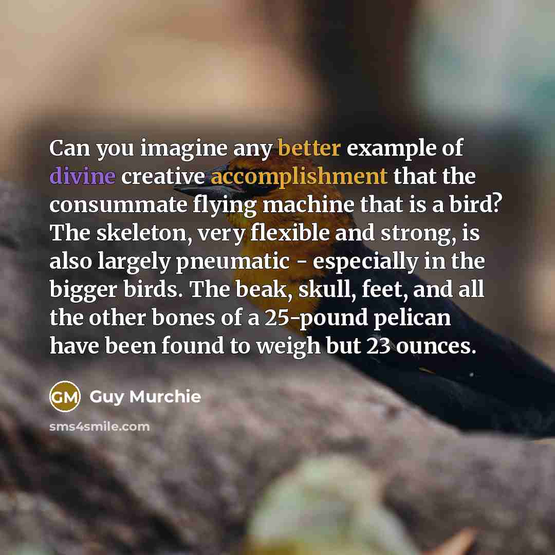 “Can you imagine any better example of divine creative accomplishment that the consummate flying machine that is a bird? The skeleton, very flexible and strong, is also largely pneumatic - especially in the bigger birds. The beak, skull, feet, and all the other bones of a 25-pound pelican have been…” quote by Guy Murchie