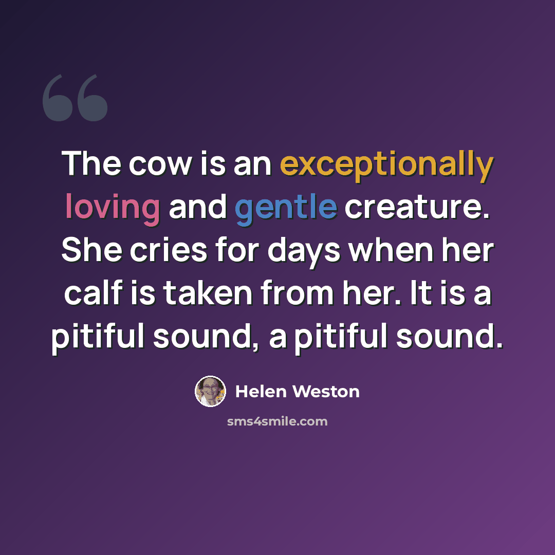 “The cow is an exceptionally loving and gentle creature. She cries for days when her calf is taken from her. It is a pitiful sound, a pitiful sound.” quote by Helen Weston