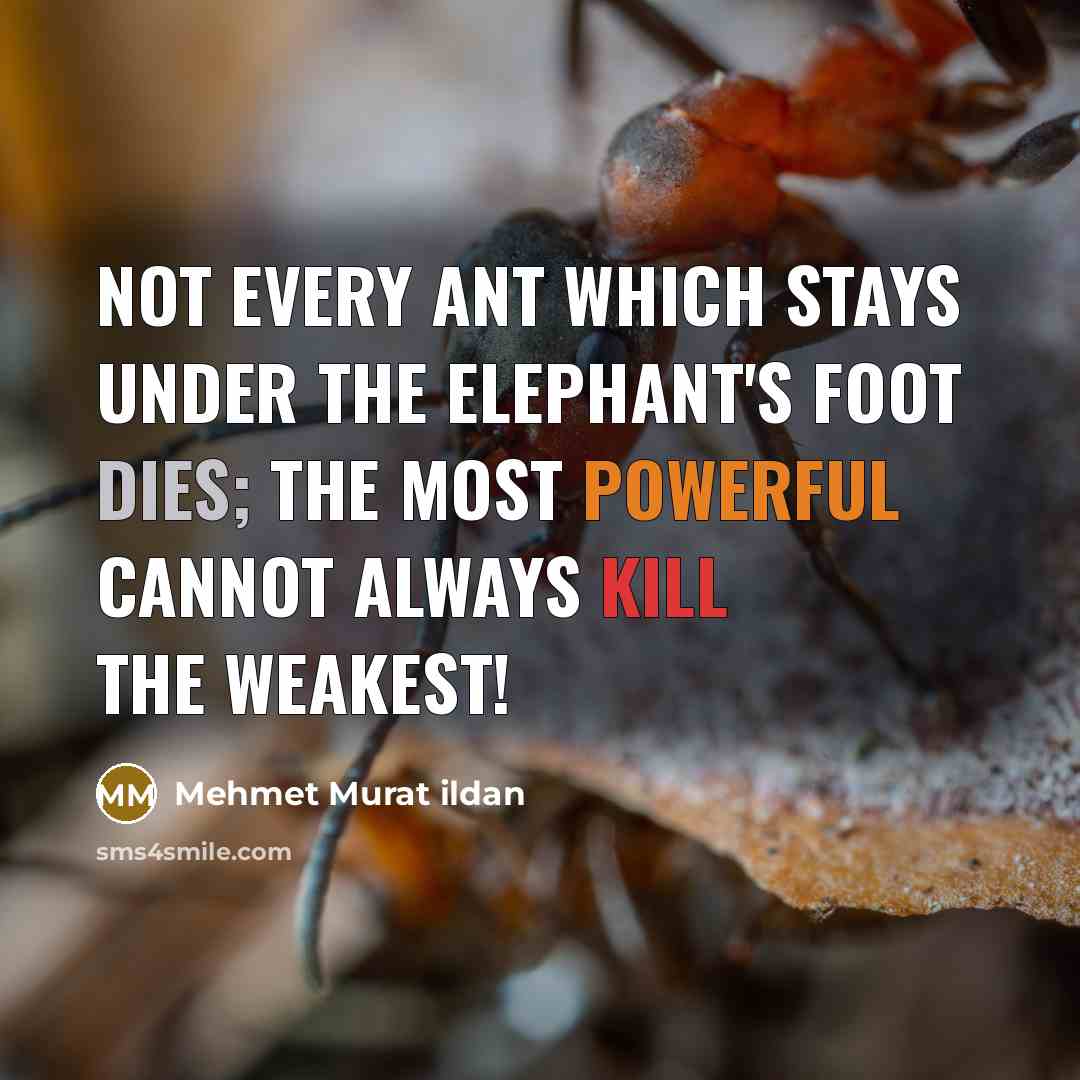“Not every ant which stays under the elephant's foot dies; the most powerful cannot always kill the weakest!” quote by Mehmet Murat Ildan