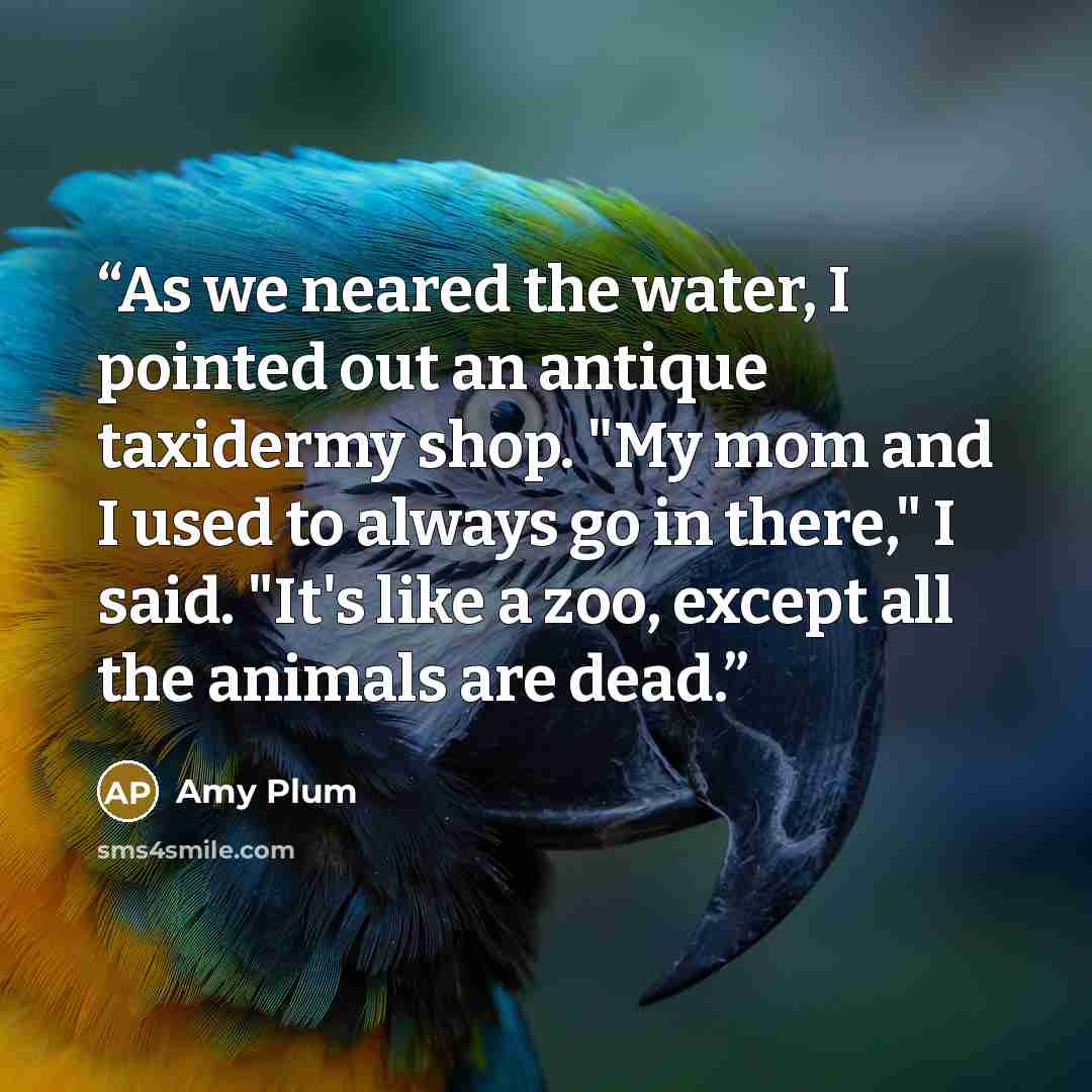 “As we neared the water, I pointed out an antique taxidermy shop. "My mom and I used to always go in there," I said. "It's like a zoo, except all the animals are dead.” quote by Amy Plum