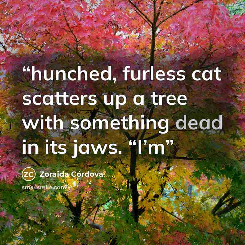 “hunched, furless cat scatters up a tree with something dead in its jaws. “I’m” quote by Zoraida Córdova