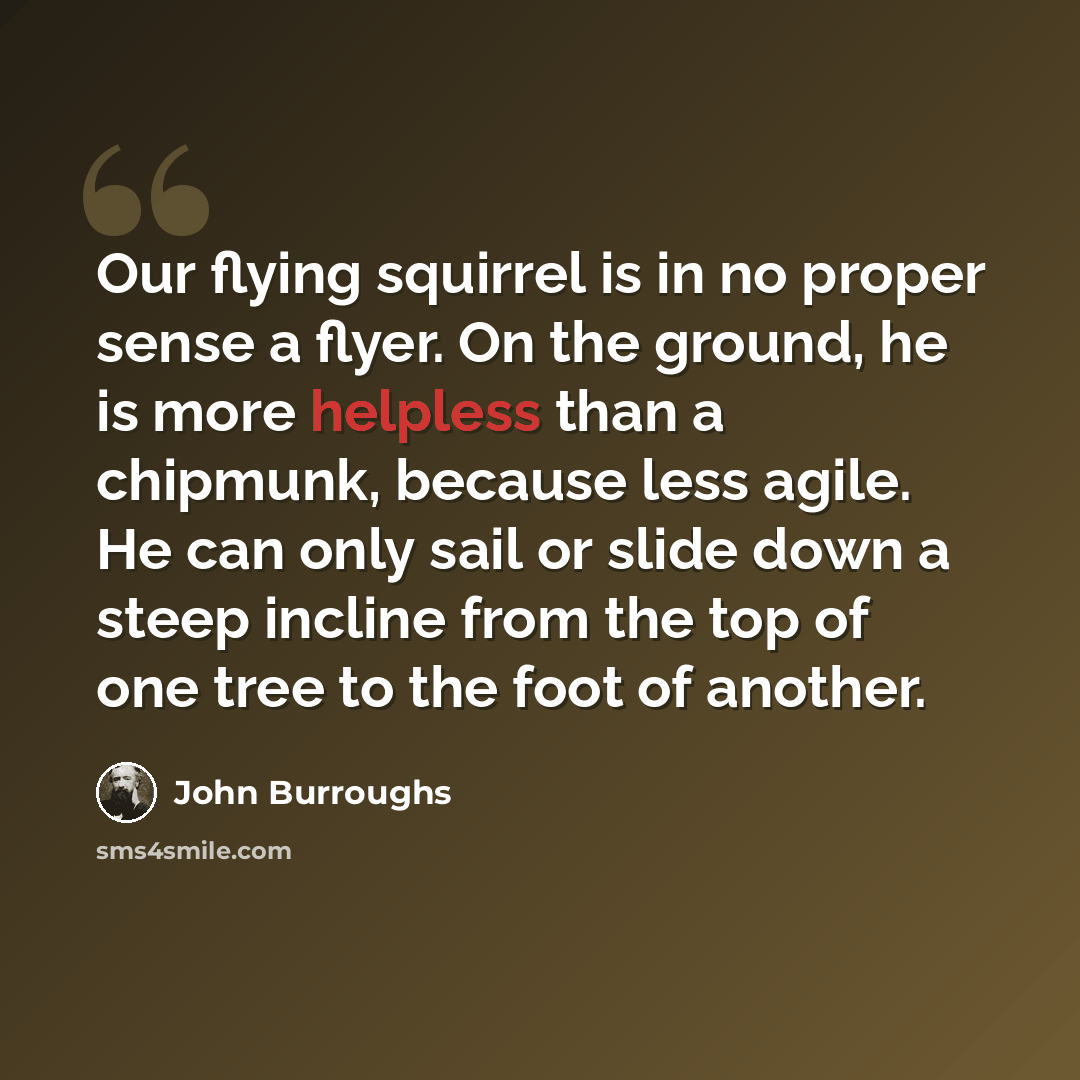 “Our flying squirrel is in no proper sense a flyer. On the ground, he is more helpless than a chipmunk, because less agile. He can only sail or slide down a steep incline from the top of one tree to the foot of another.” quote by John Burroughs