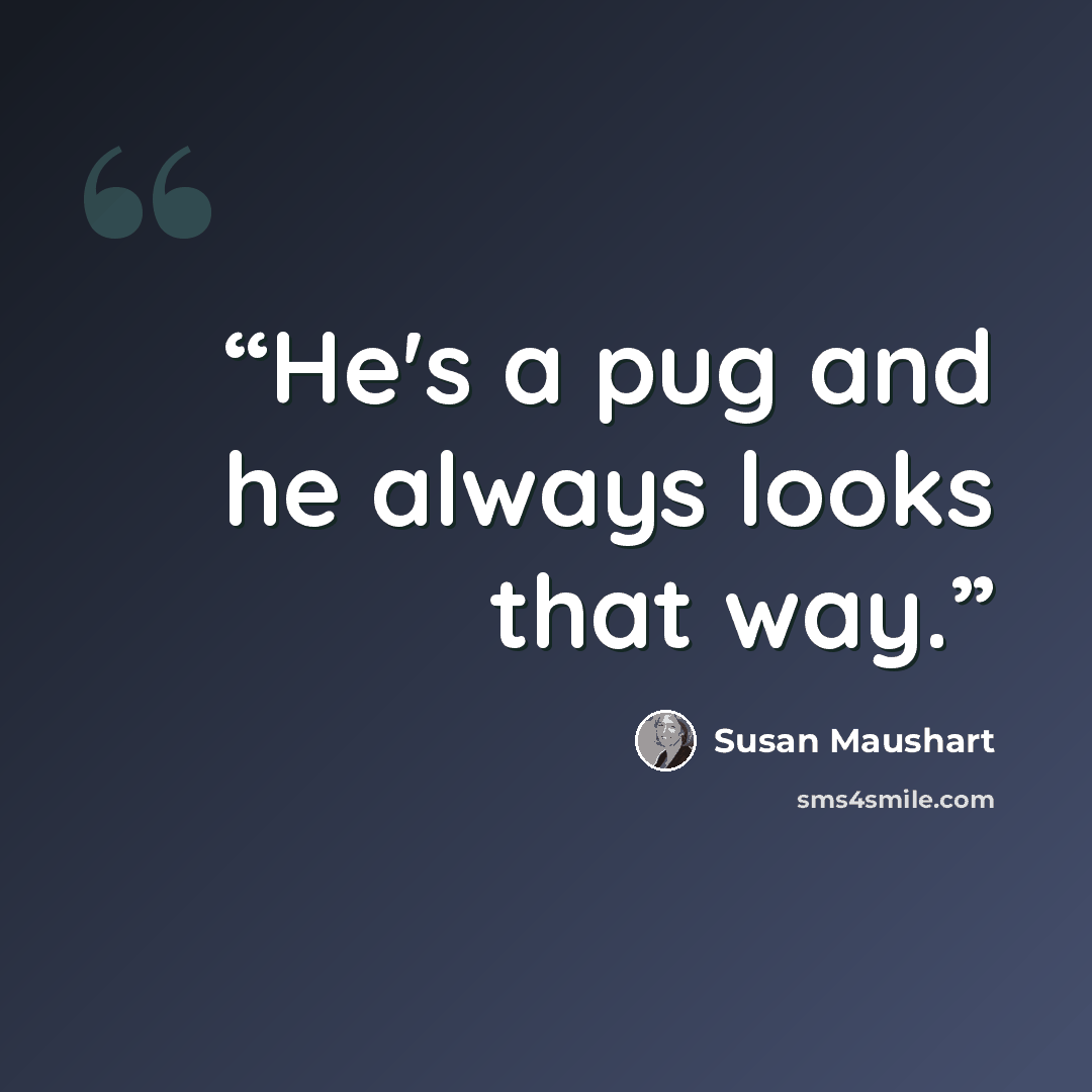 “He's a pug and he always looks that way.” quote by Susan Maushart
