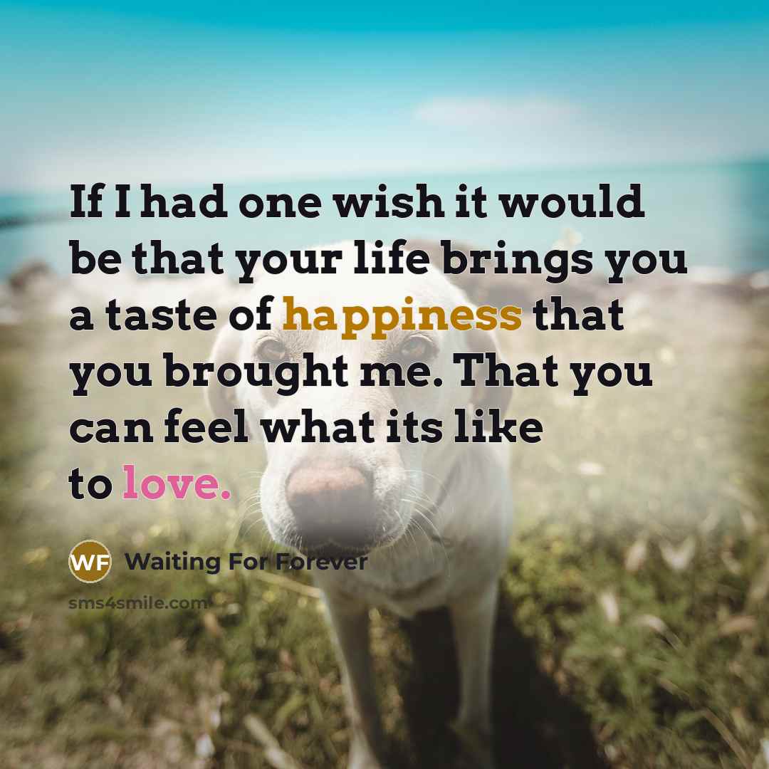 “If I had one wish it would be that your life brings you a taste of happiness that you brought me. That you can feel what its like to love.” quote by Waiting For Forever