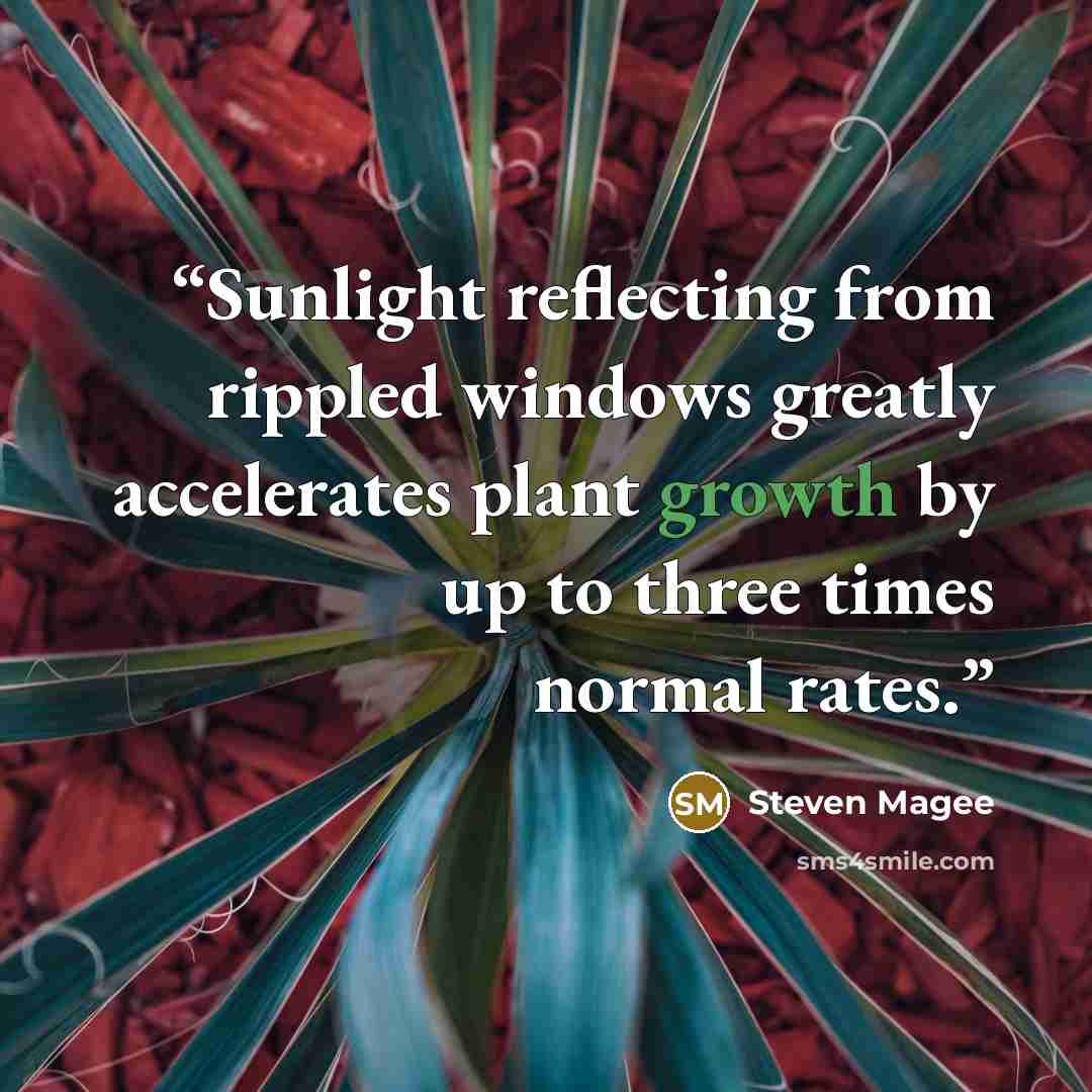 “Sunlight reflecting from rippled windows greatly accelerates plant growth by up to three times normal rates.” quote by Steven Magee