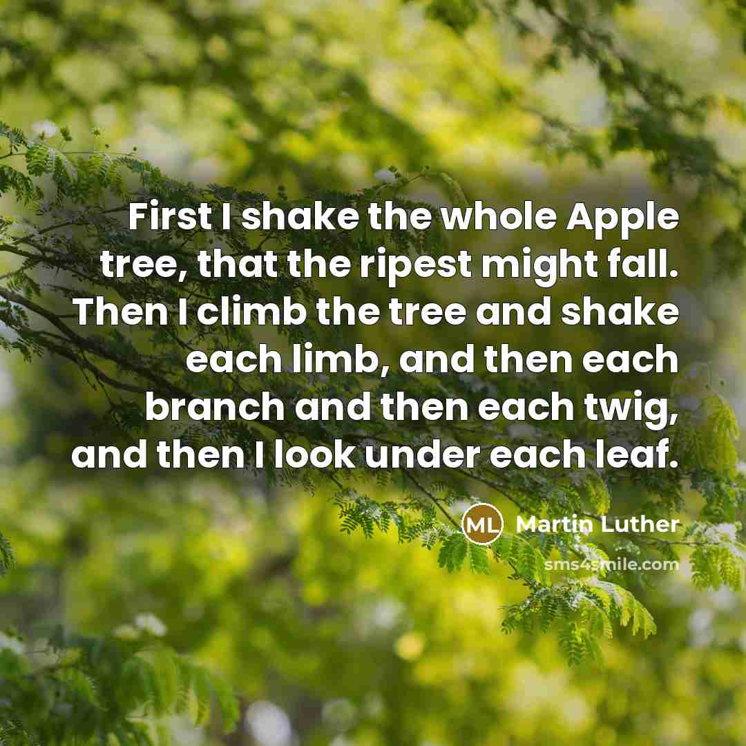 “First I shake the whole Apple tree, that the ripest might fall. Then I climb the tree and shake each limb, and then each branch and then each twig, and then I look under each leaf.” quote by Martin Luther