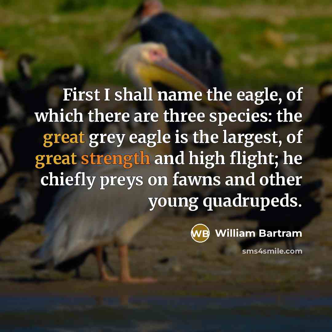 “First I shall name the eagle, of which there are three species: the great grey eagle is the largest, of great strength and high flight; he chiefly preys on fawns and other young quadrupeds.” quote by William Bartram