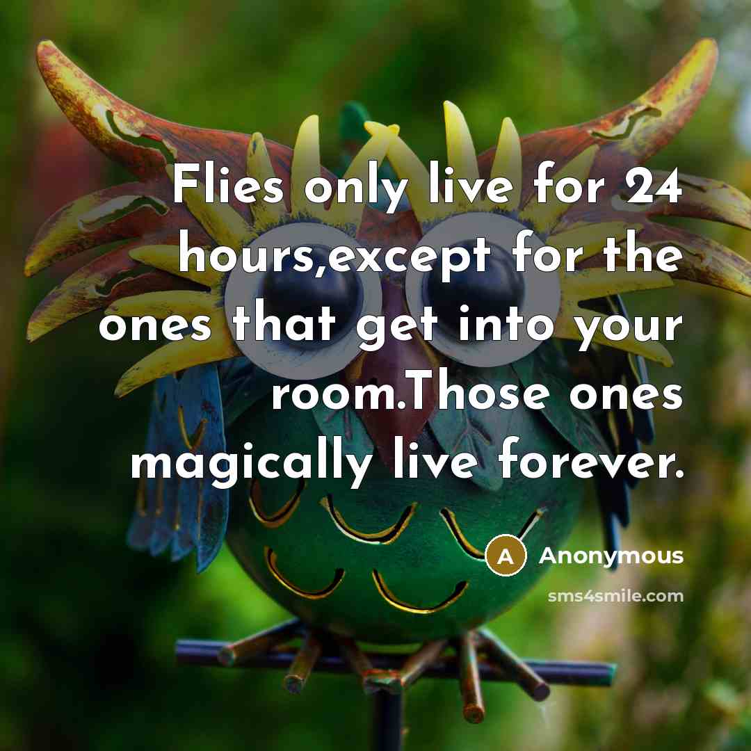 “Flies only live for 24 hours,except for the ones that get into your room.Those ones magically live forever.” quote by Anonymous